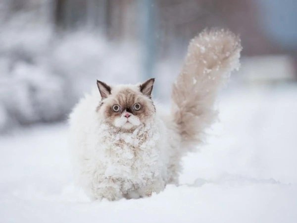 Зима и кошки