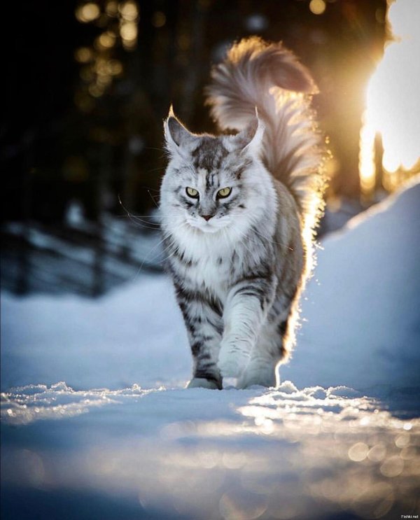 Зима и кошки