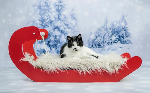 Зима и кошки