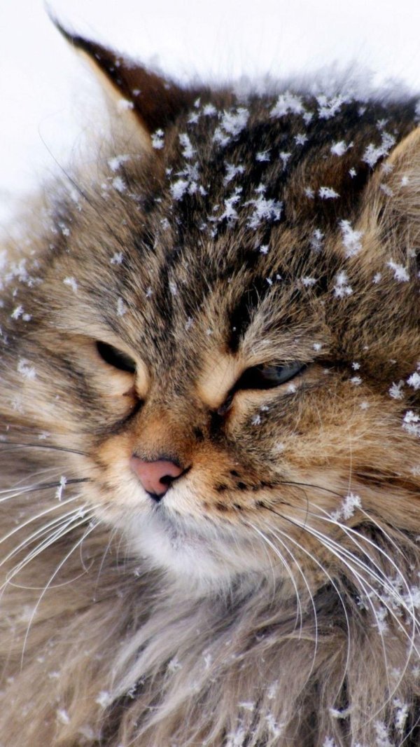 Зима и кошки