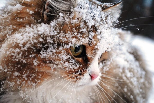 Зима и кошки