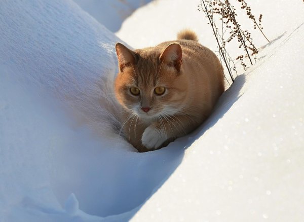 Зима и кошки