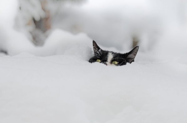 Зима и кошки