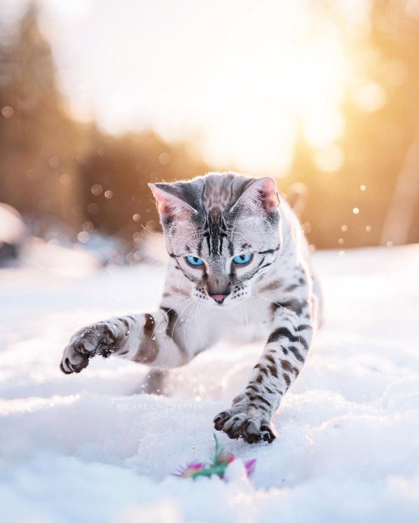 Зима и кошки