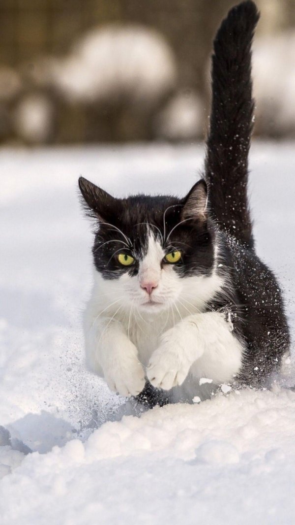 Зима и кошки