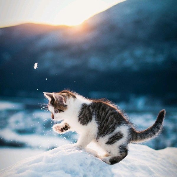 Зима и кошки