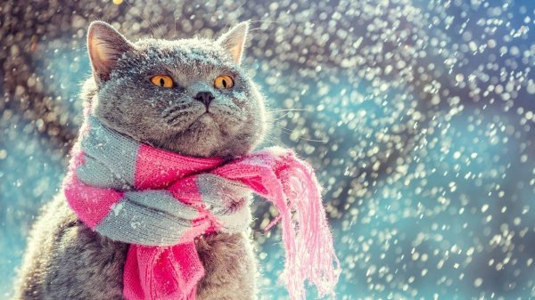 Зима и кошки