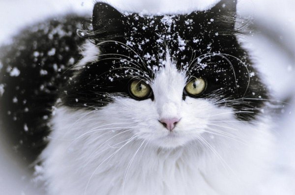 Зима и кошки