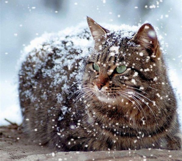 Зима и кошки