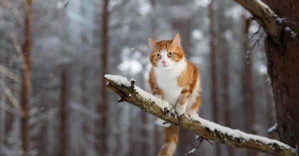 Зима и кошки