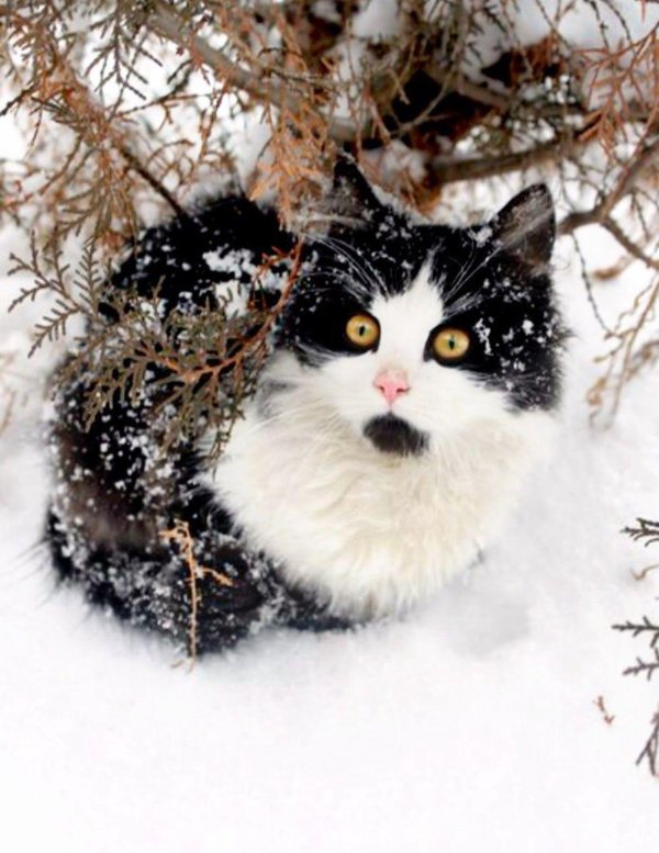 Зима и кошки
