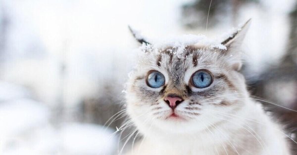 Зима и кошки