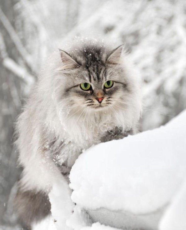 Зима и кошки