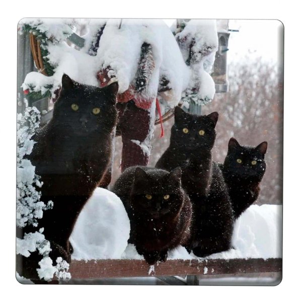 Зима и кошки