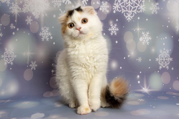 Зима и кошки