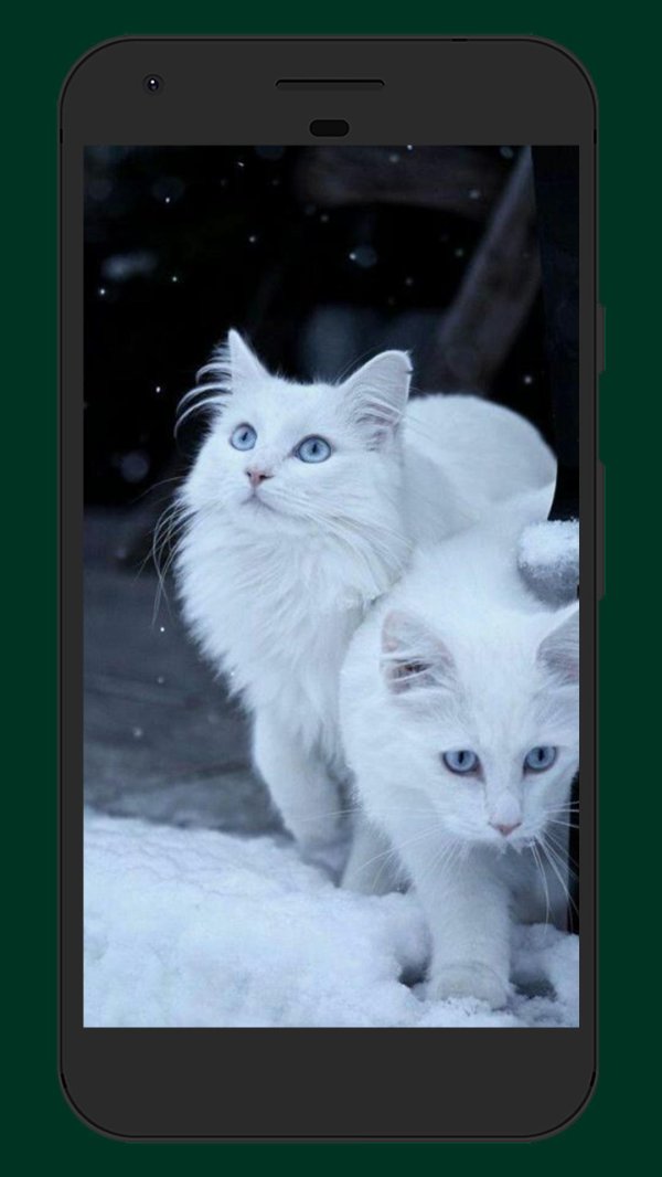 Зима и кошки