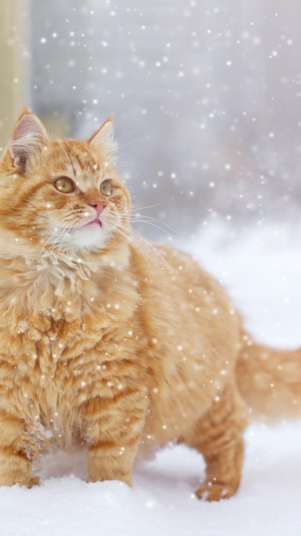 Зима и кошки