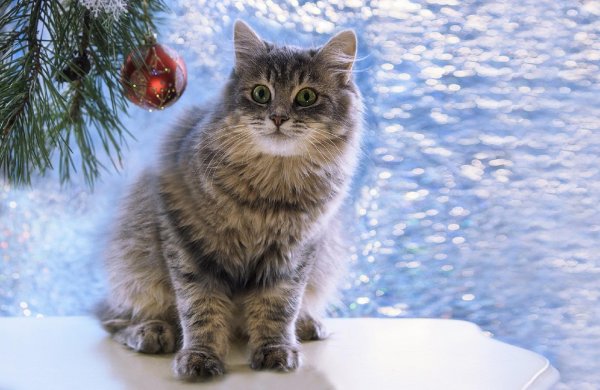 Зима и кошки