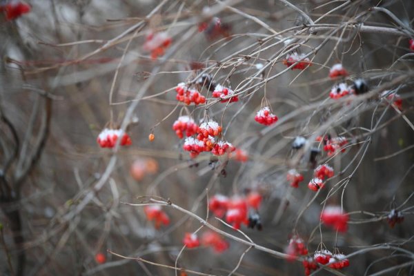 Зима без снега