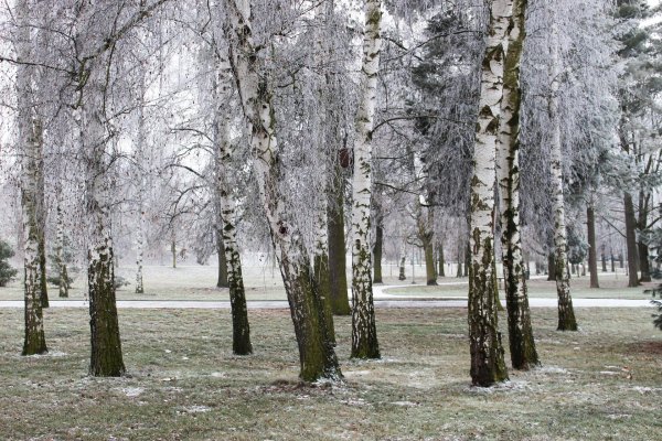 Зима без снега