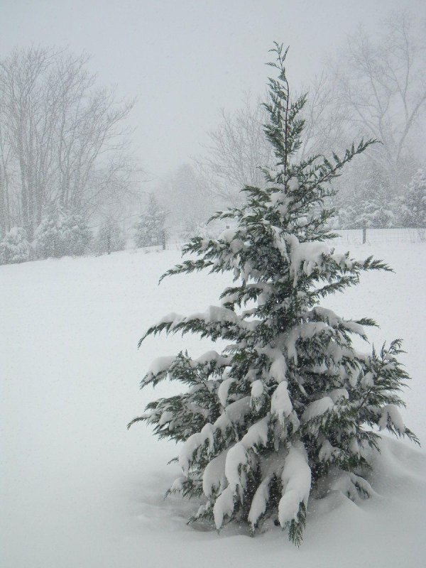 Зима без снега