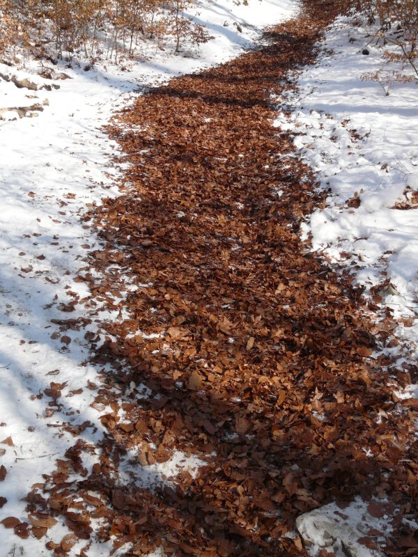 Зима без снега