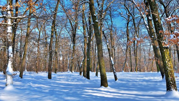Зима без снега