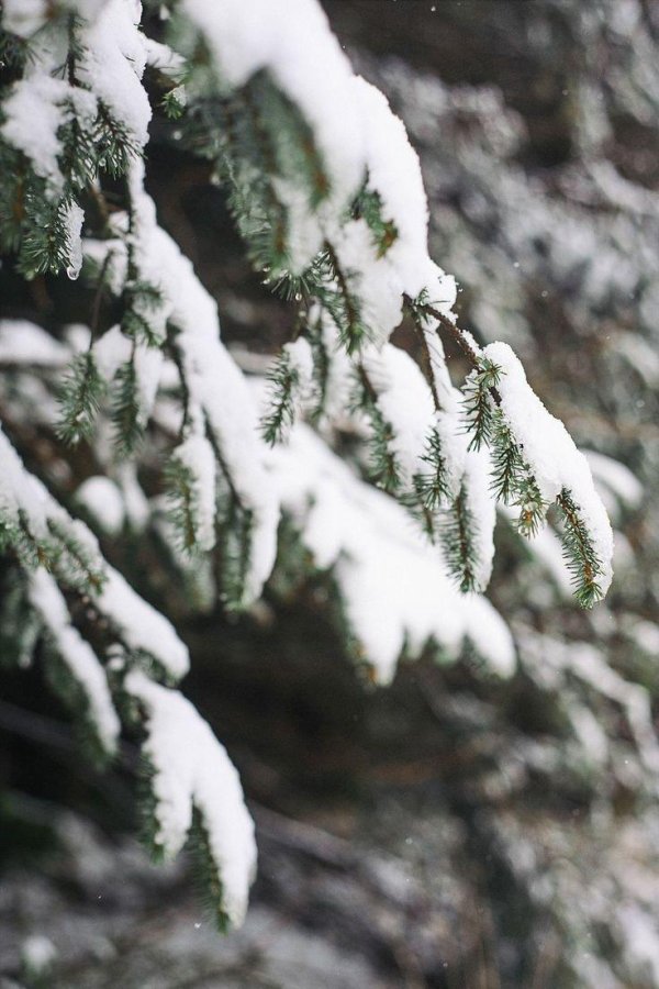 Зима без снега