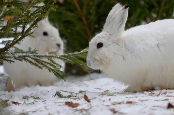 Зима и зайцы