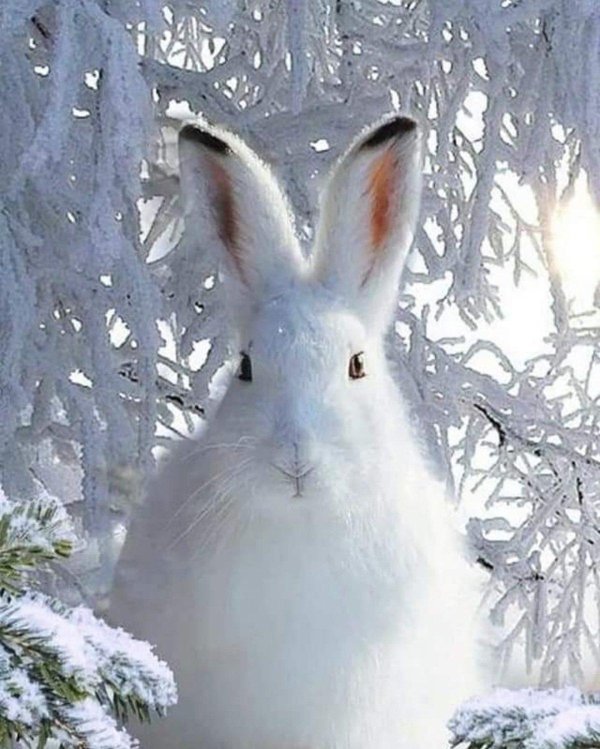 Зима и зайцы