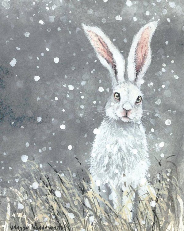 Зима и зайцы