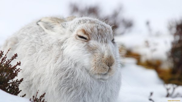 Зима и зайцы