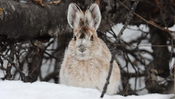 Зима и зайцы