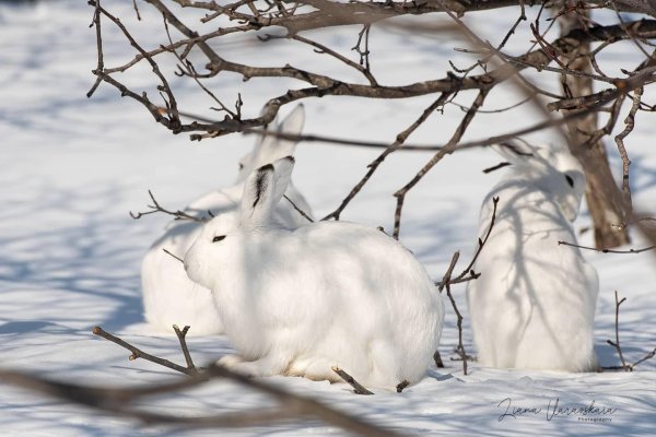 Зима и зайцы
