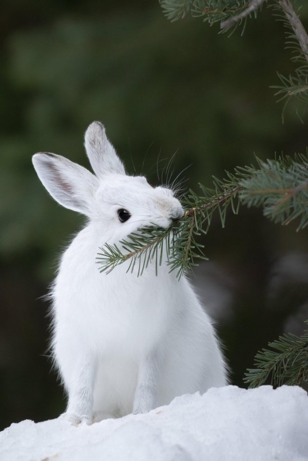 Зима и зайцы