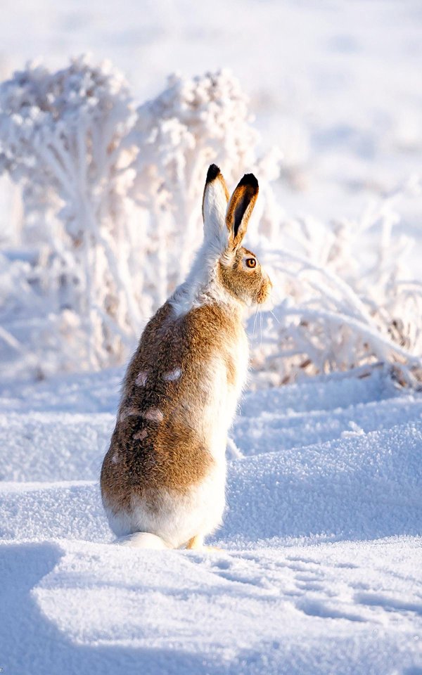 Зима и зайцы