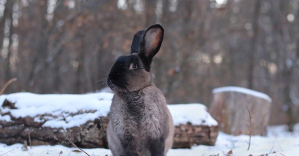 Зима и зайцы
