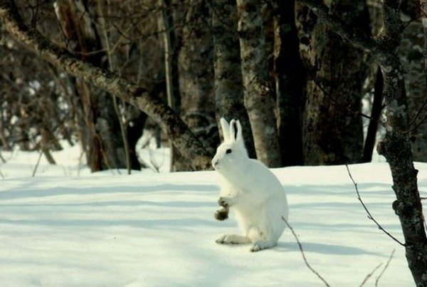 Зима и зайцы