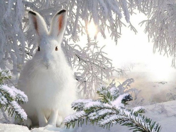 Зима и зайцы