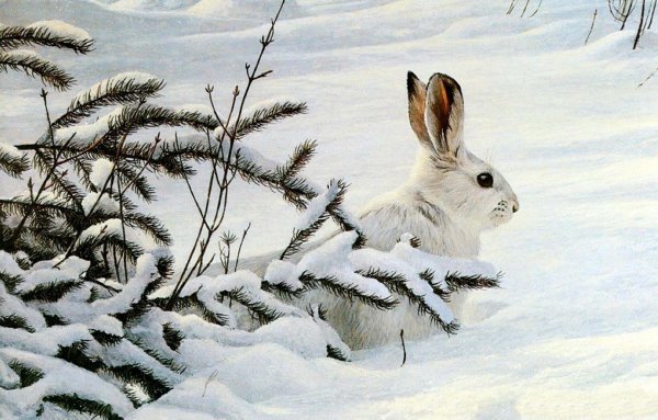 Зима и зайцы