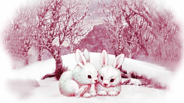 Зима и зайцы