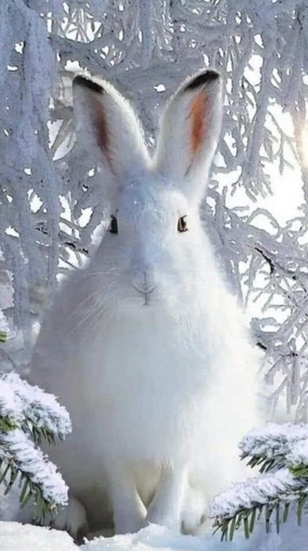 Зима и зайцы