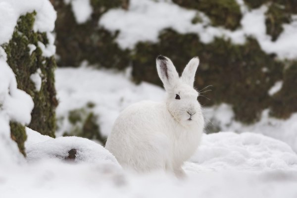 Зима и зайцы