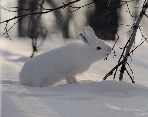 Зима и зайцы