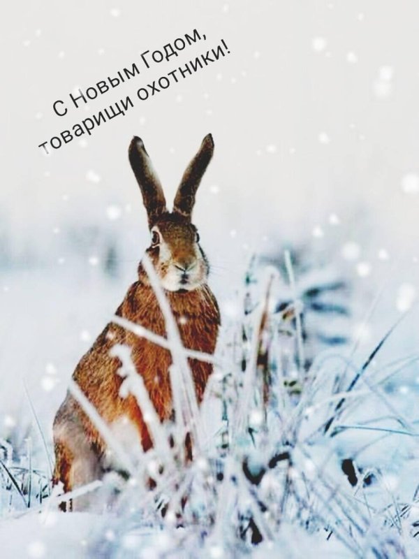 Зима и зайцы