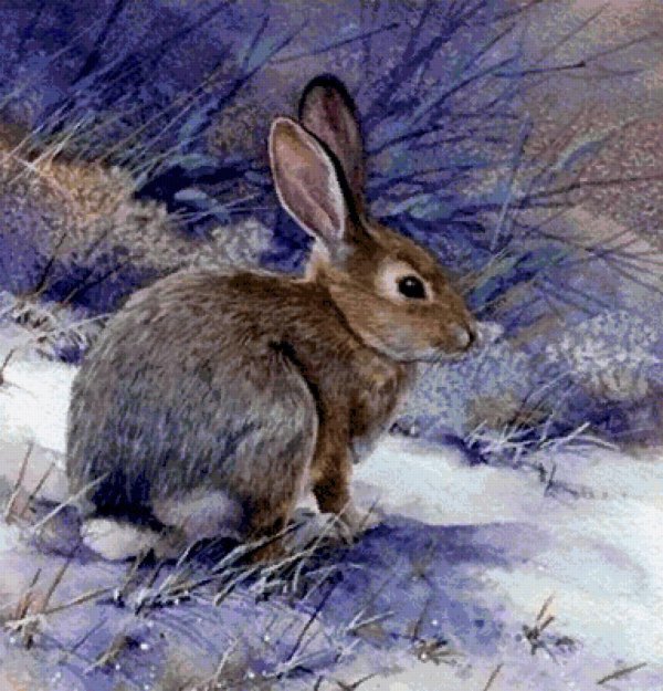 Зима и зайцы