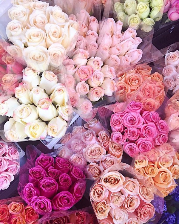 розы разных цветов