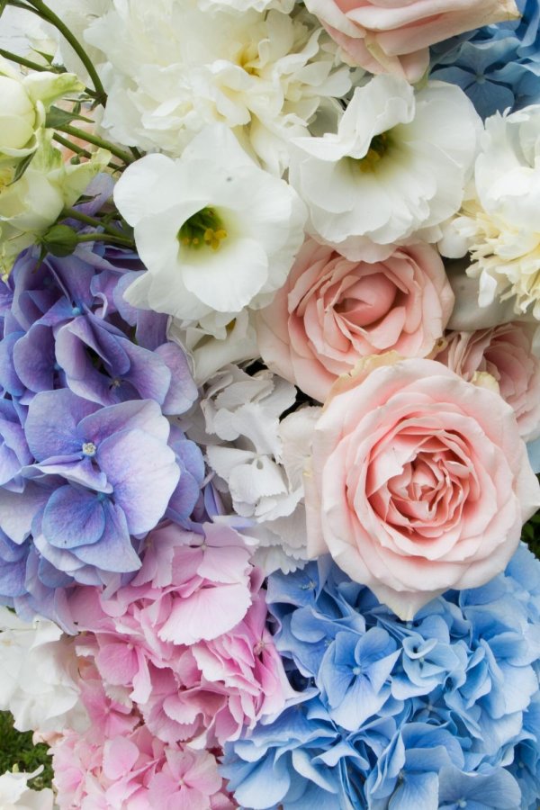 голубая гортензия