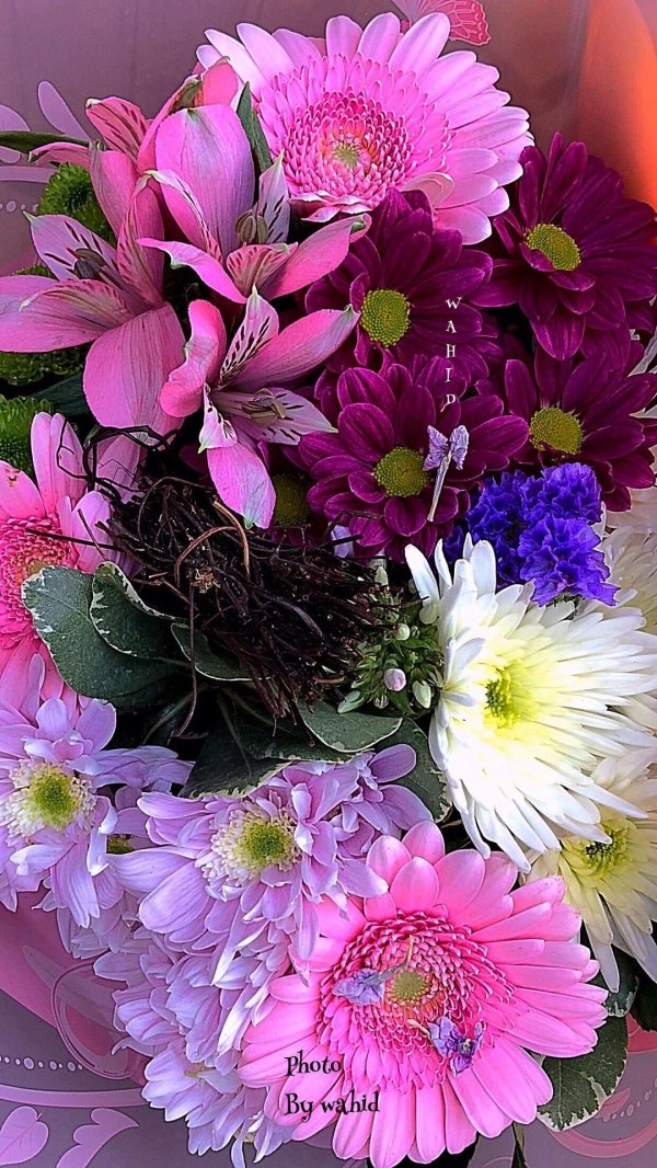 цветы красивая