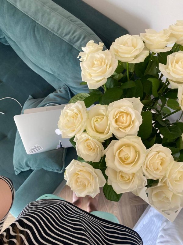 роза мондиаль